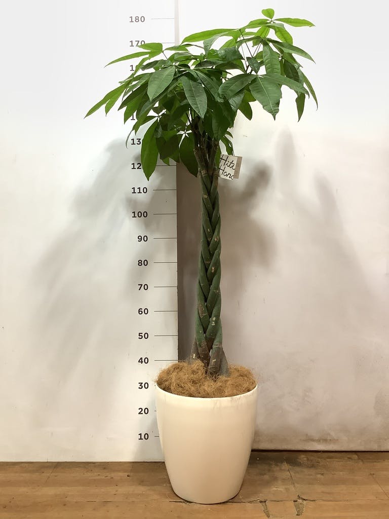 観葉植物 パキラ 10号 ねじり ファイバークレイGray 付き | 観葉植物