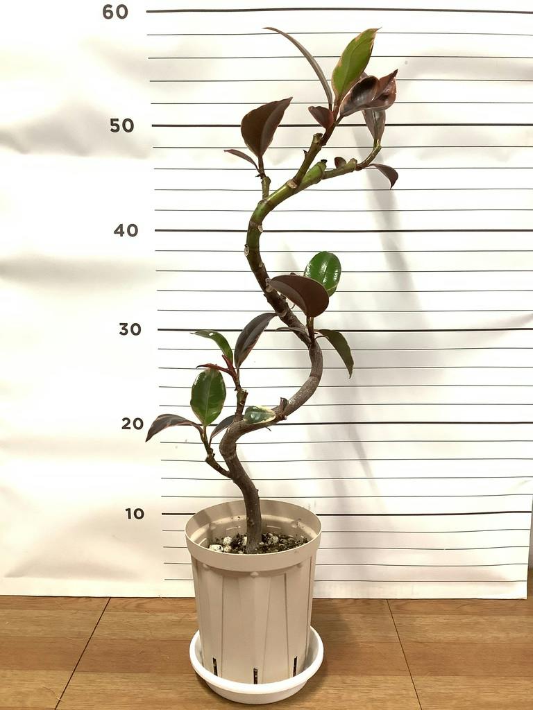 観葉植物 フィカス ルビー 4号 曲り プラスチック鉢 | 観葉植物なら