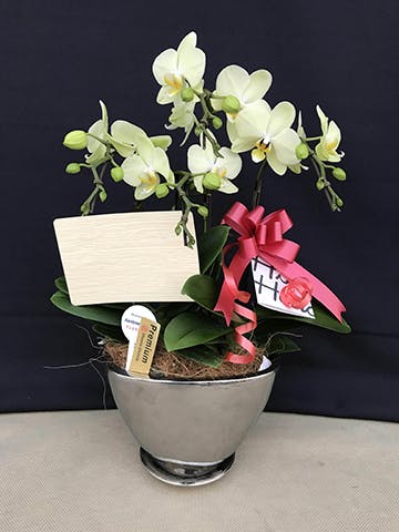ミディ胡蝶蘭 イエロー ティンカーベル 3本立ち 5.5号 | 胡蝶蘭