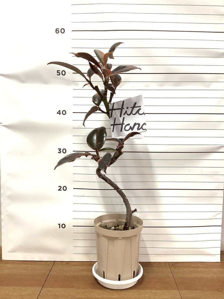 観葉植物 フィカス ルビー 4号 曲り プラスチック鉢 | 観葉植物なら