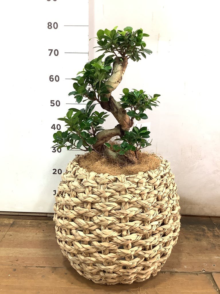 即*で様 ガジュマル　観葉植物　8号　約85センチ 観葉植物 ガジュマル 8号 ベータ キューブプランター 黒 付き