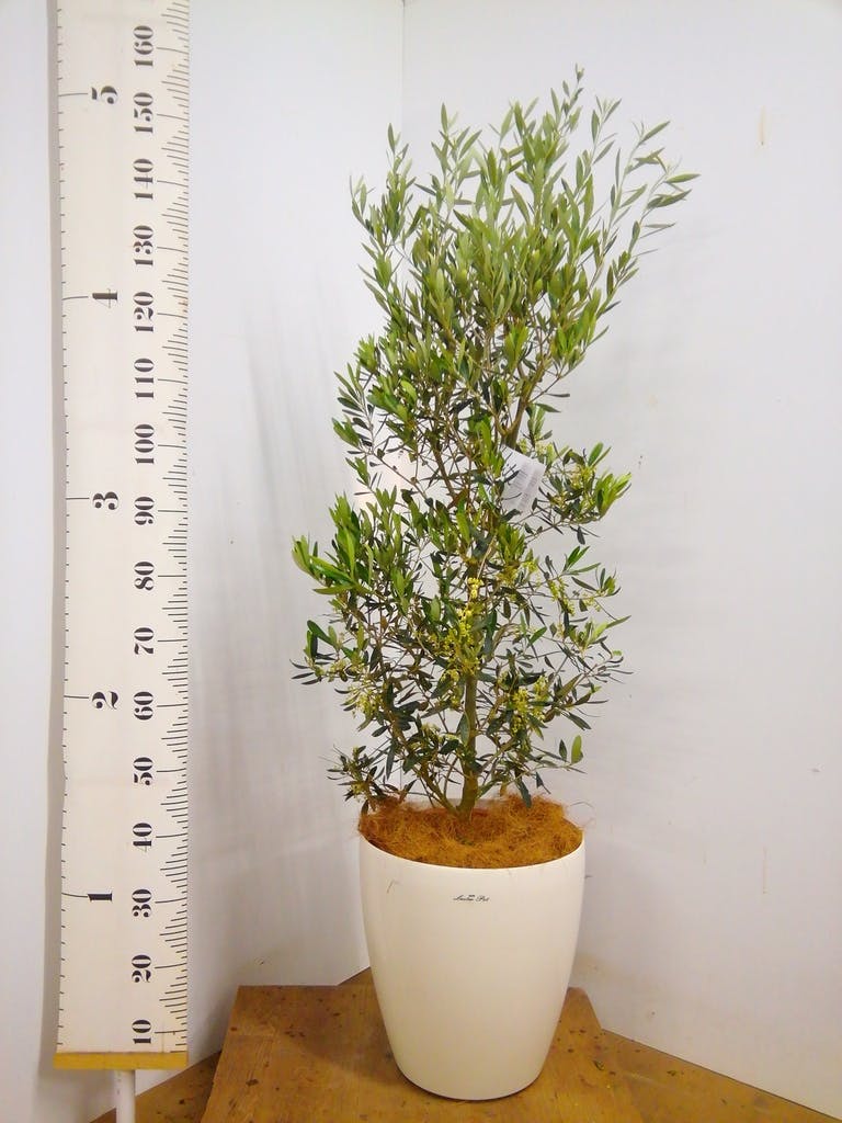 観葉植物 オリーブ 10号 チプレッシーノ ラスターポット 付き | 観葉