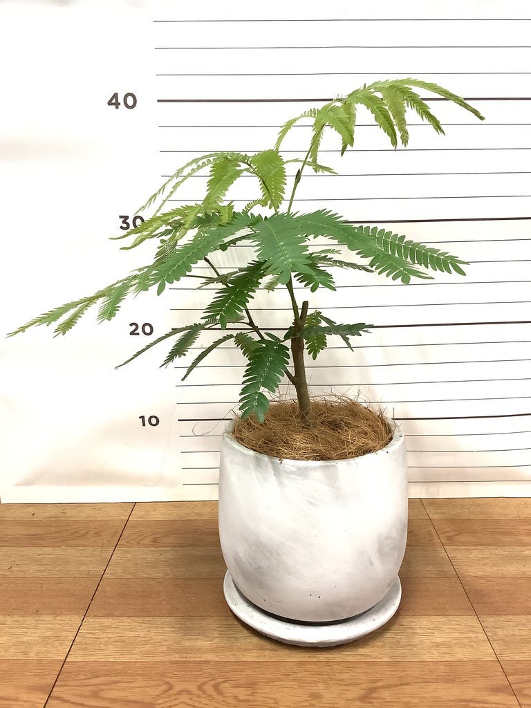 観葉植物 エバーフレッシュ 4号 ボサ造りラスターポット 付き | 観葉