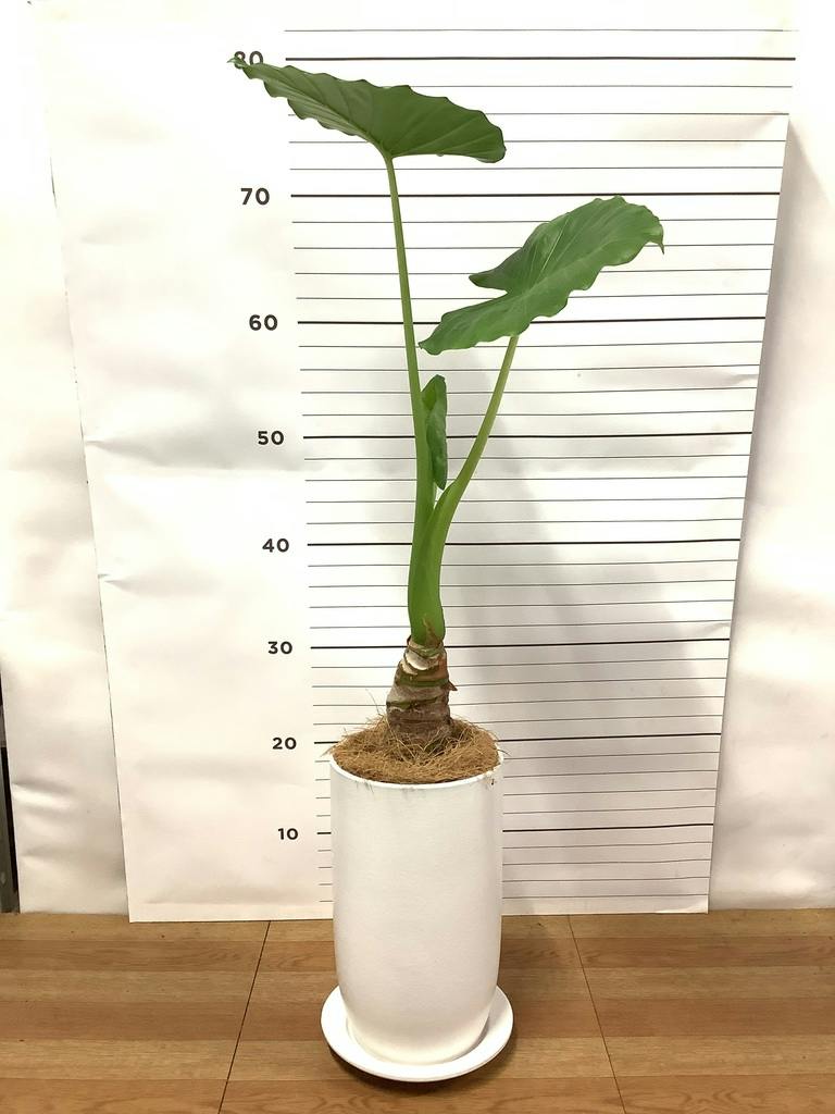 クワズイモ 7号 | 観葉植物の通販ならHitoHana（ひとはな）