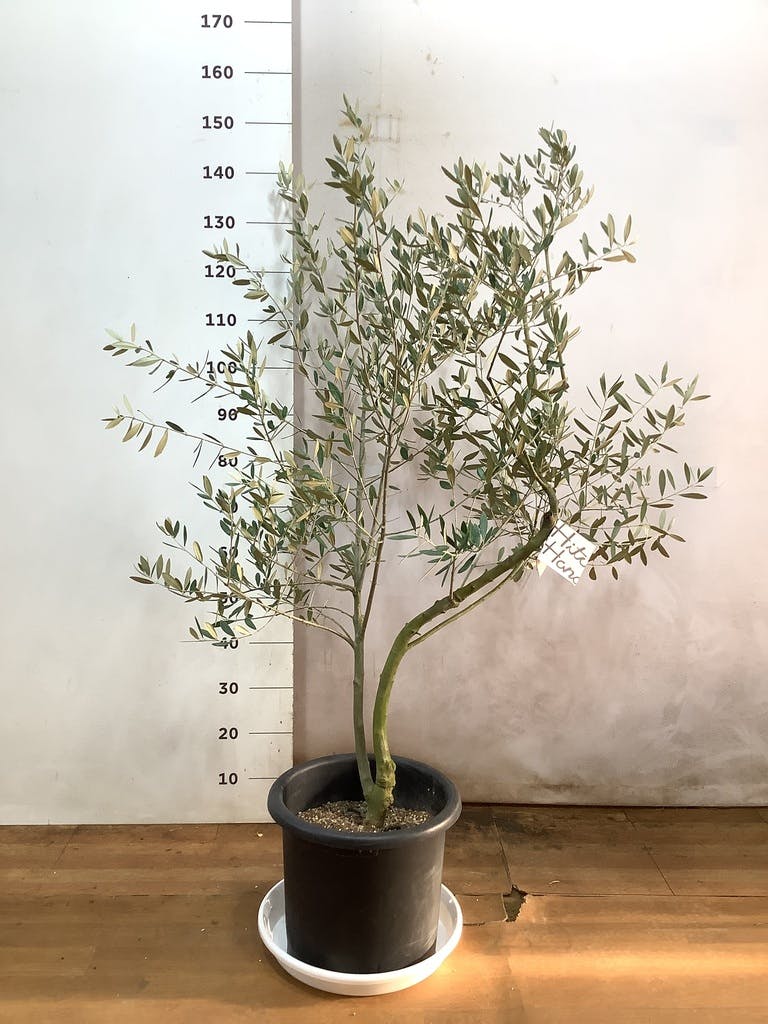 観葉植物 オリーブ 10号 ミッション プラスチック鉢 | 観葉植物なら