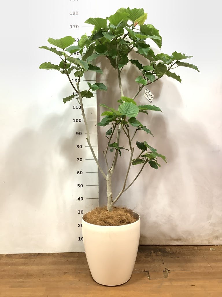 観葉植物 フィカス ウンベラータ 10号 ノーマル エコストーンGray 付き | 観葉植物ならHitoHana(ひとはな)