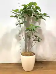 観葉植物 フィカス ウンベラータ 10号 ノーマル ラスターポット 付き 