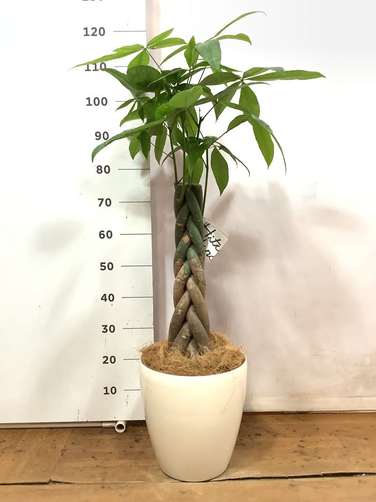 観葉植物 パキラ 8号 ねじり ラスターポット 付き | 観葉植物ならHitoHana(ひとはな)