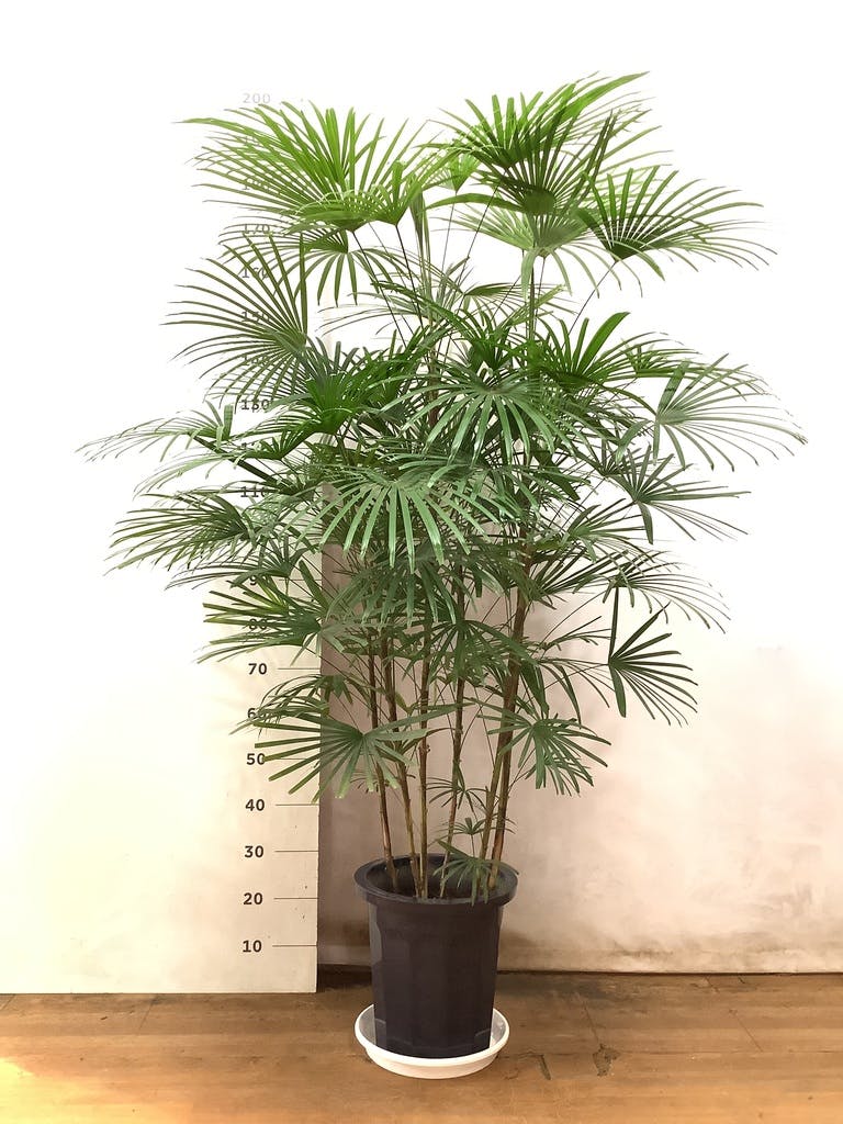 ウンナンシュロチク 1点もの | 観葉植物通販HitoHana(ひとはな)