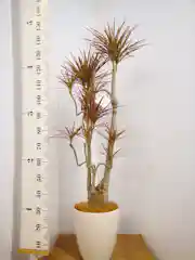 ドラセナ コンシンネ レインボー ストレート 観葉植物通販hitohana ひとはな