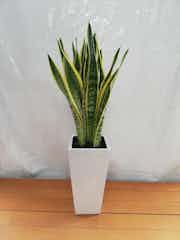 観葉植物 サンスベリア 7号 トラノオ 角高陶器 | 観葉植物なら