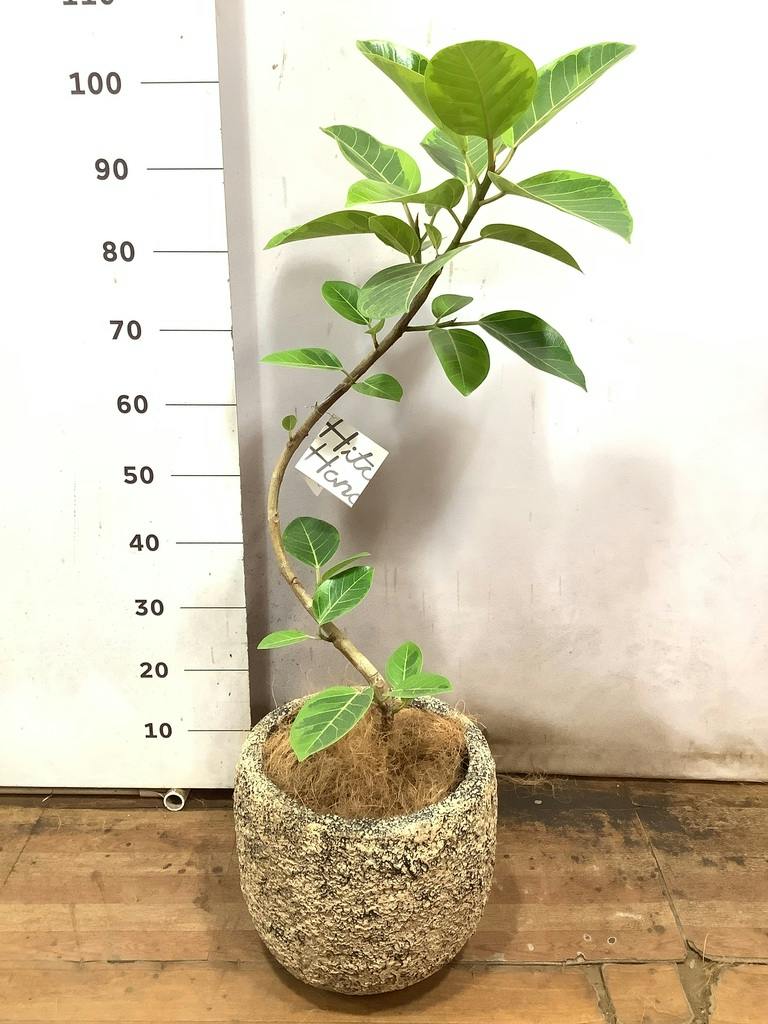 観葉植物 フィカス アルテシーマ 7号 曲り プラスチック鉢 | 観葉植物