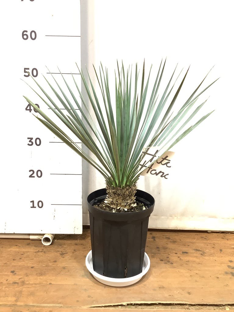 観葉植物 ユッカ 6号 ロストラータ プラスチック鉢 | 観葉植物なら