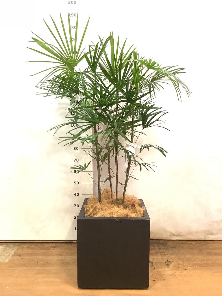 観葉植物 シュロチク（棕櫚竹） 10号 ベータ キューブプランター