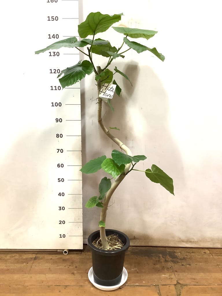 観葉植物 フィカス ウンベラータ 8号 曲り プラスチック鉢 | 観葉植物