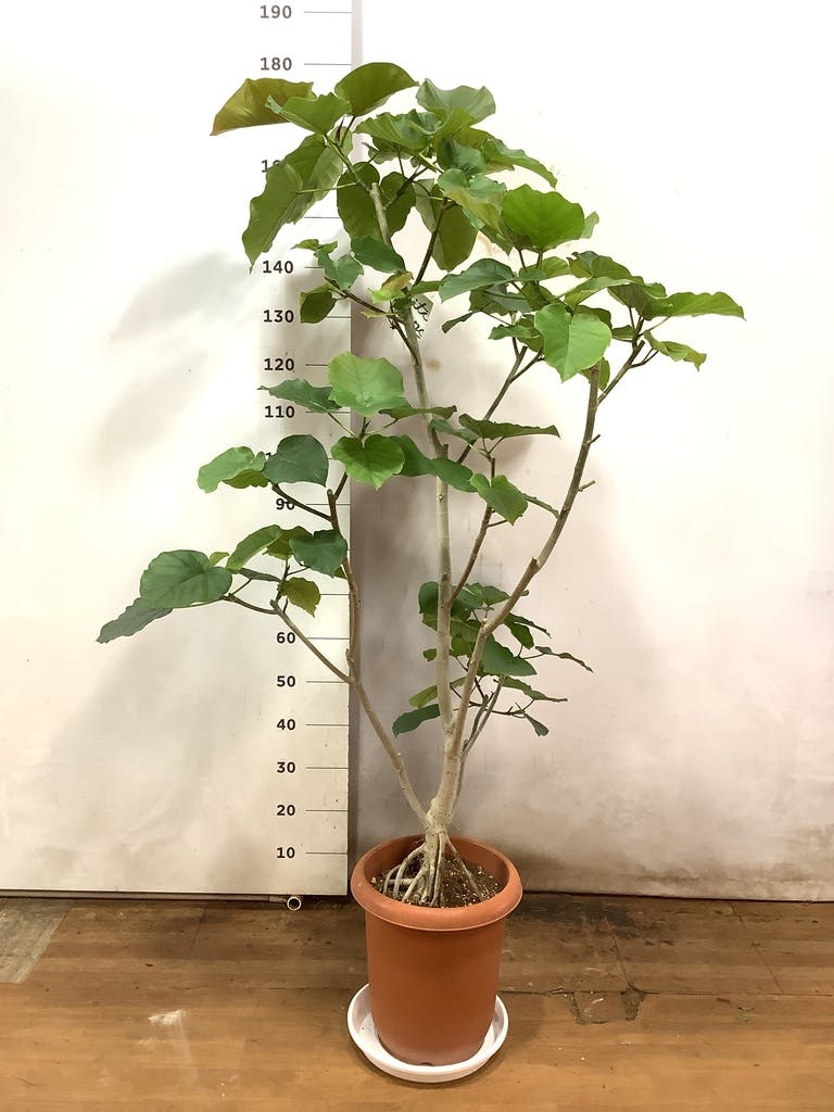 観葉植物 フィカス ウンベラータ 10号 ノーマル プラスチック鉢 | 観葉