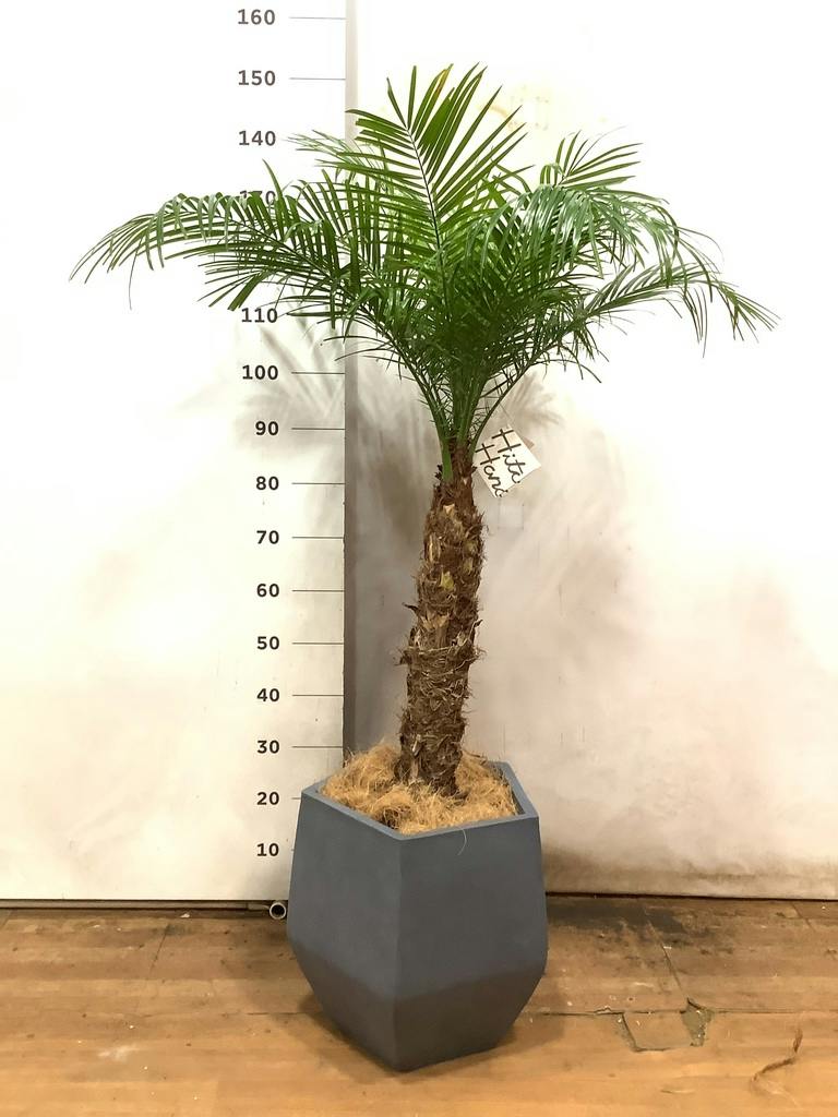 観葉植物 フェニックスロベレニー 8号 プラスチック鉢 | 観葉植物なら