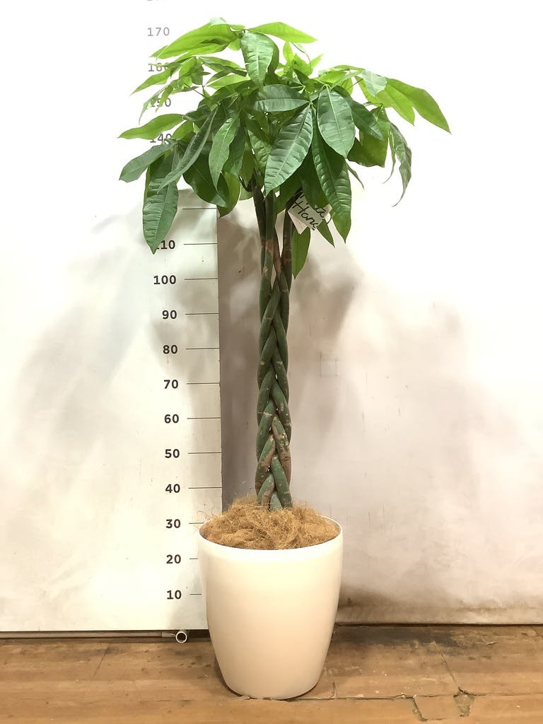 観葉植物 パキラ 10号 ねじり ラスターポット 付き | 観葉植物なら