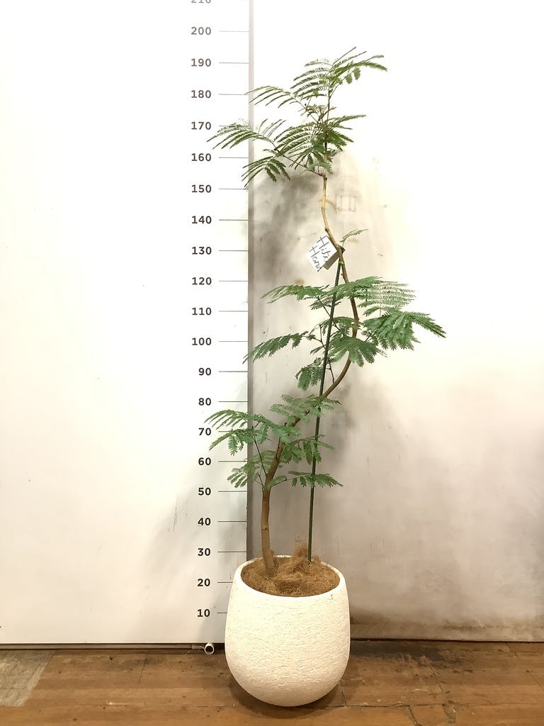 観葉植物 エバーフレッシュ 8号 曲り エコストーンwhite 付き