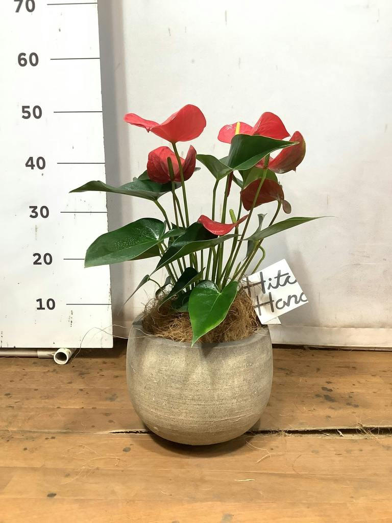 観葉植物 アンスリウム 5号 レッド プラスチック鉢 | 観葉植物なら