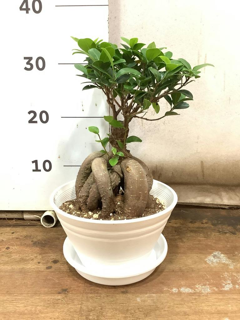 観葉植物 ガジュマル 7号 股仕立て プラスチック鉢 | 観葉植物なら