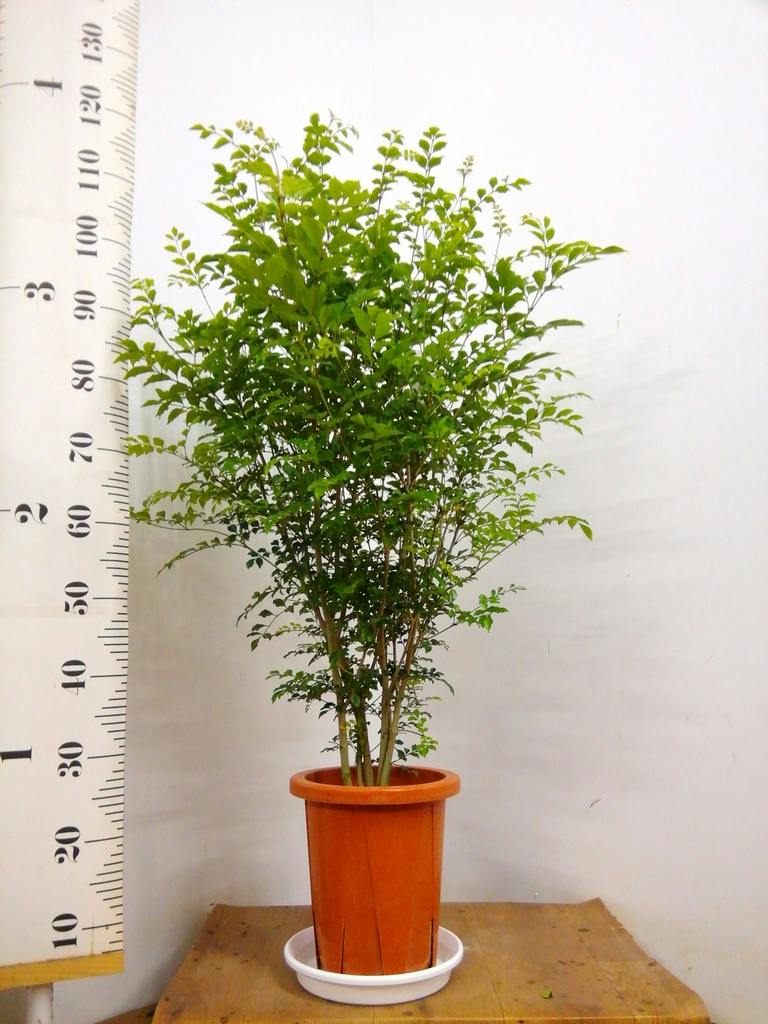 観葉植物 シマトネリコ 8号 プラスチック鉢 | 観葉植物ならHitoHana