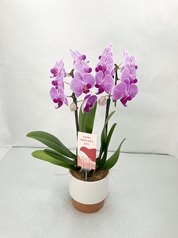 胡蝶蘭 椎名洋ラン園 | HitoHana（ひとはな）