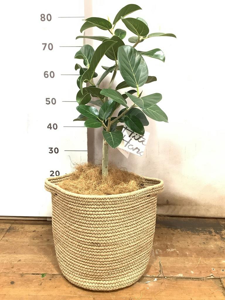 観葉植物 フィカス ベンガレンシス 【お祝いにおすすめ】7号 アート