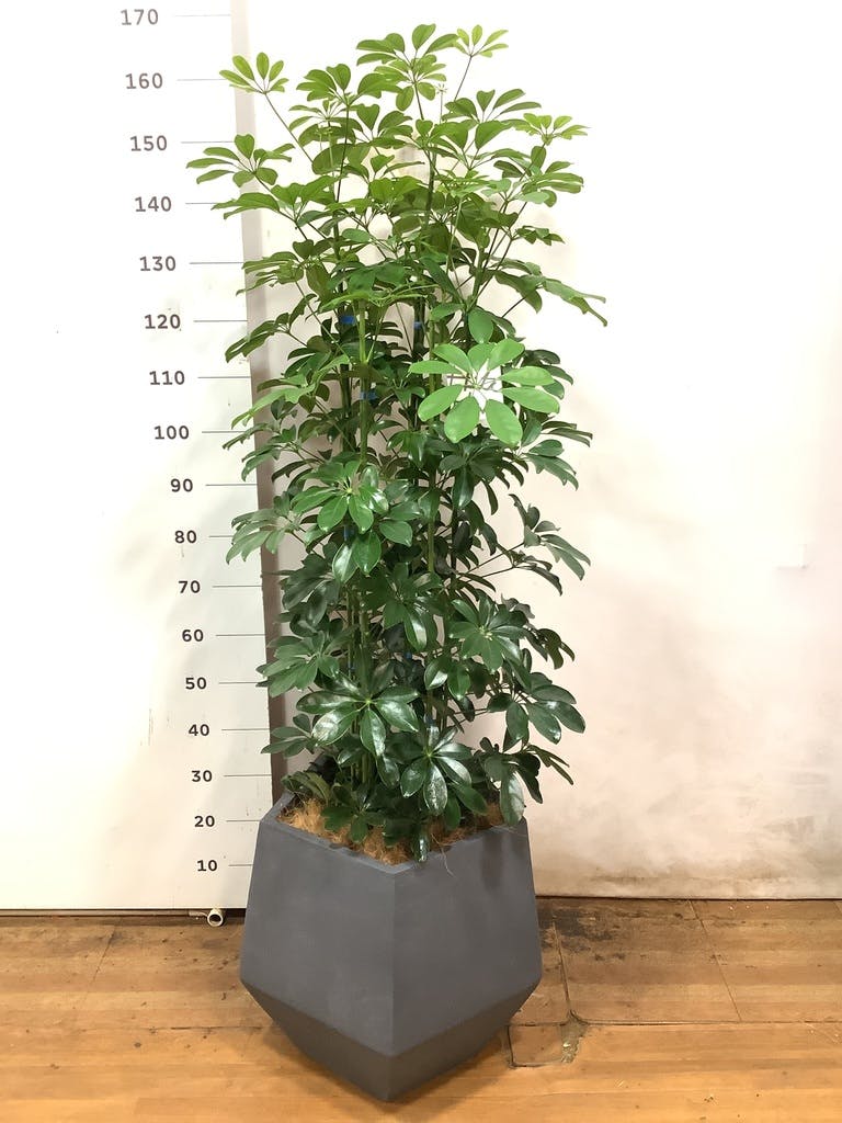 観葉植物 カポック（シェフレラ） 10号 ノーマル ファイバークレイGray