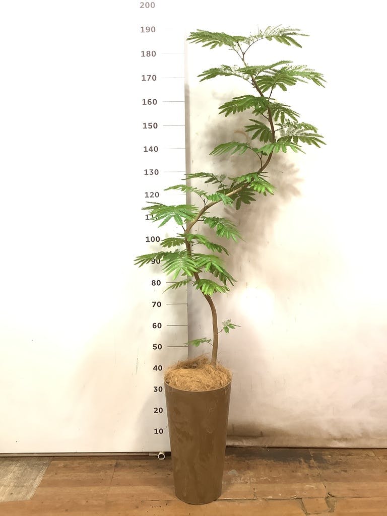 観葉植物 エバーフレッシュ 8号 曲り エコストーンwhite 付き | 観葉