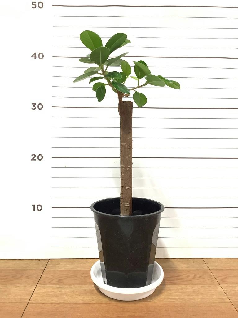 観葉植物 ガジュマル 4号 パンダ 朴仕立て プラスチック鉢 | 観葉植物