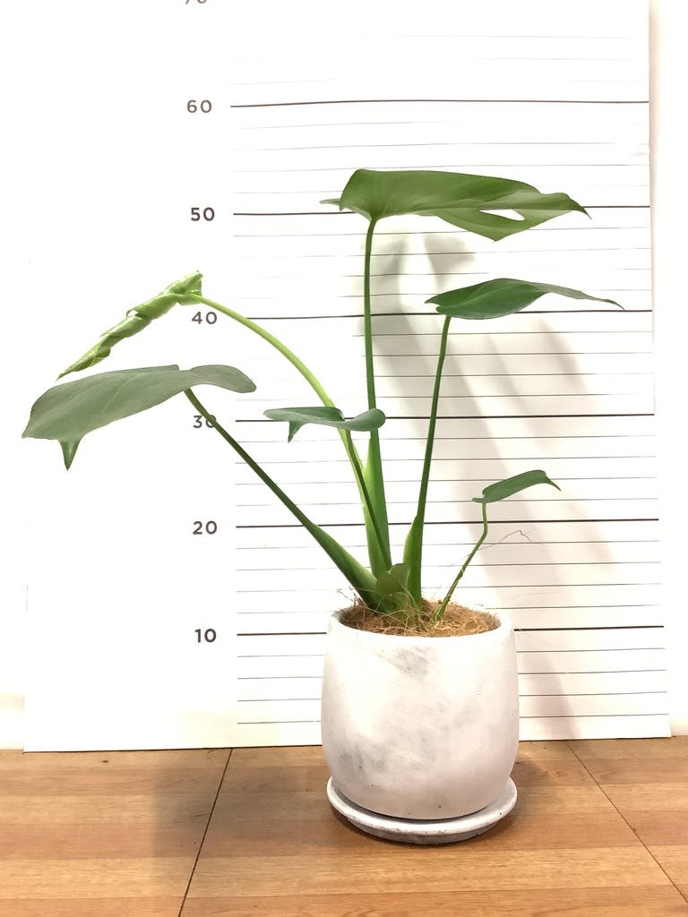 観葉植物 モンステラ 4号 ボサ造り プラスチック鉢 | 観葉植物なら