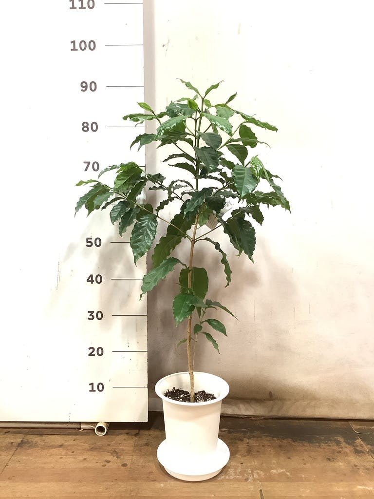 観葉植物 コーヒーの木 6号 プラスチック鉢 | 観葉植物ならHitoHana