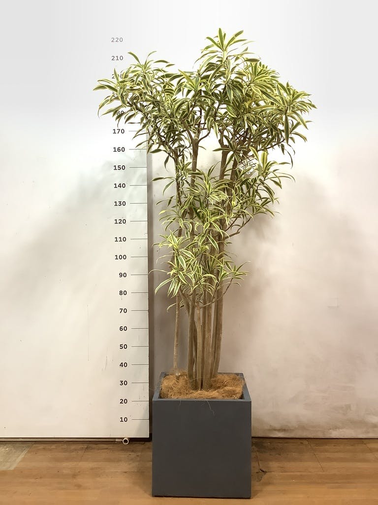 ソング オブ インディア 10号 | 観葉植物通販HitoHana(ひとはな)