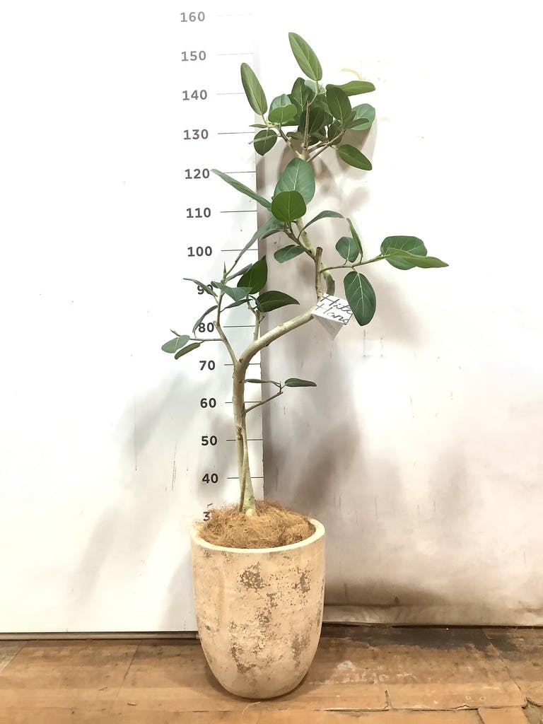 観葉植物 フィカス ベンガレンシス 8号 曲り プラスチック鉢 | 観葉
