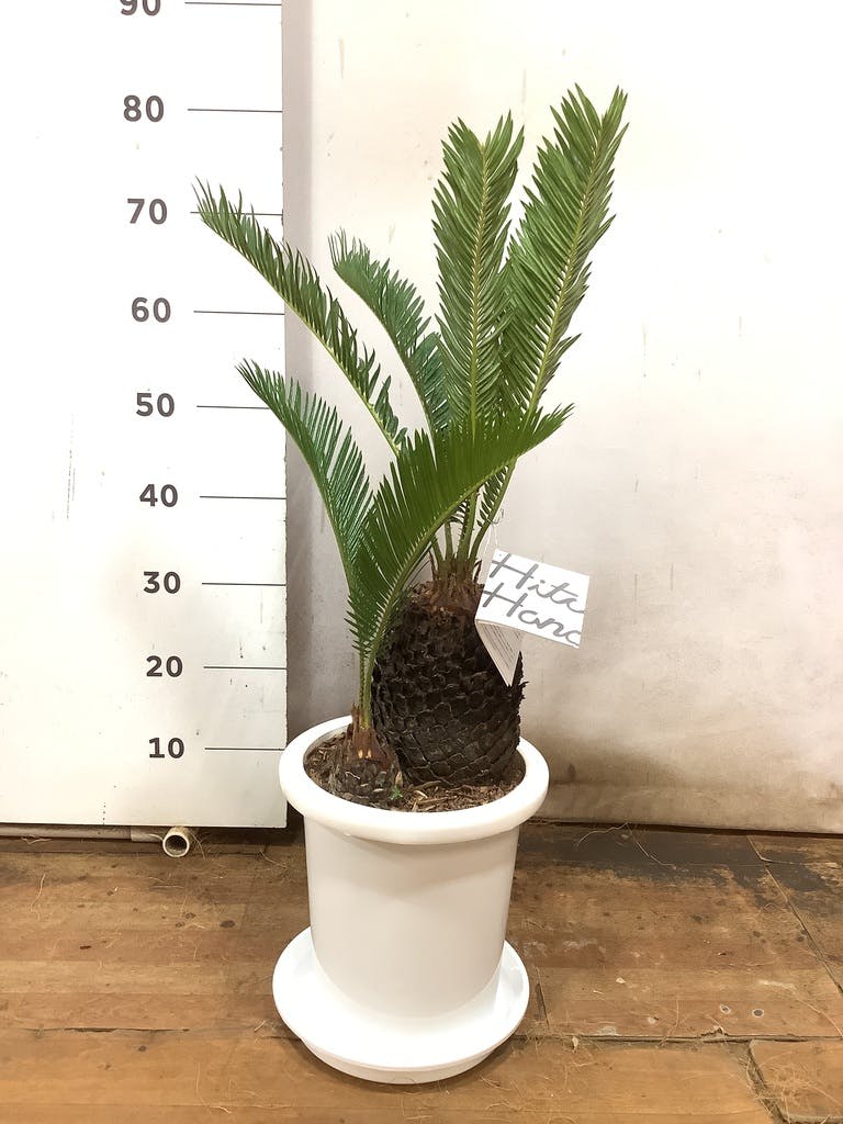 【高知インター店】 観葉植物 ソテツ 観葉植物ならHitoHana | プラスチック鉢 8号 ブロメリア・エアープランツ