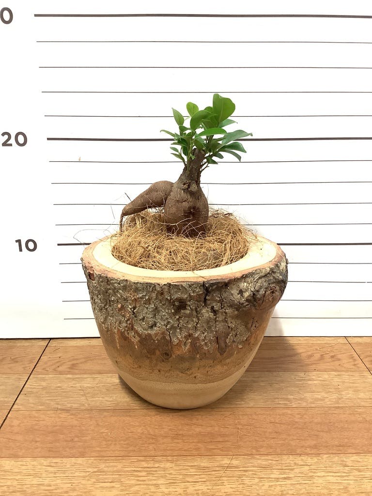 観葉植物 ガジュマル 3号 股仕立て レーナ 15 Y イエロー 付き | 観葉