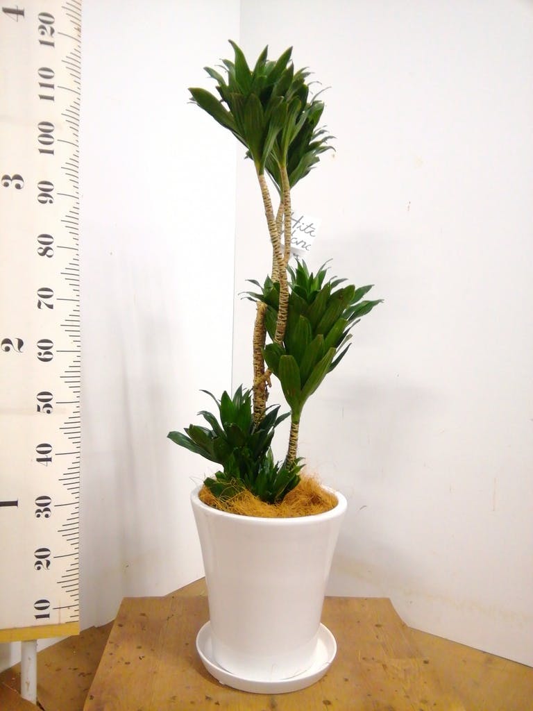 観葉植物 ドラセナ コンパクター 8号 ラスターポット 付き | 観葉植物