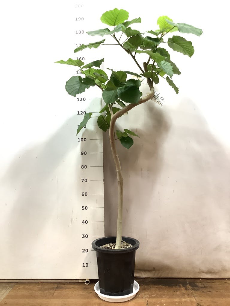 観葉植物 フィカス ウンベラータ 10号 曲がり プラスチック鉢 | 観葉植物ならHitoHana(ひとはな)