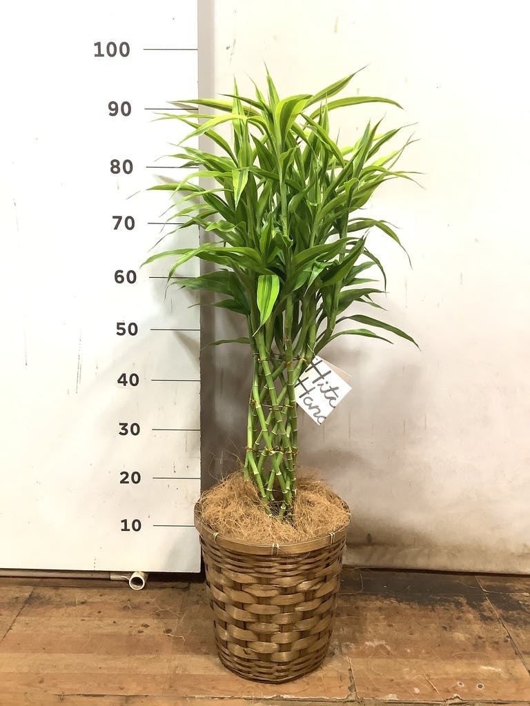【マジックバンブー】団扇【希少品種】 71XzEl3YTaL._UF350,350_QL80_.jpg