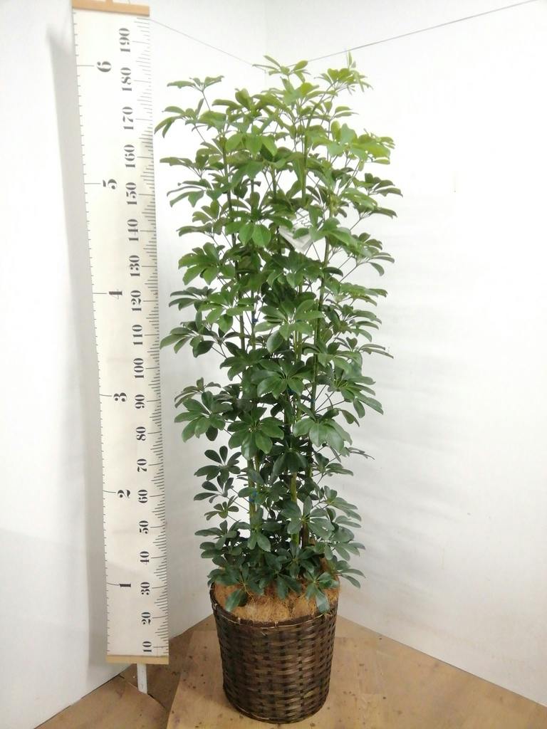 観葉植物 シェフレラ（カポック） 10号 ノーマル プラスチック鉢