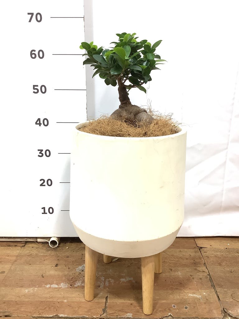 観葉植物 ガジュマル 6号 プラスチック鉢 | 観葉植物ならHitoHana(ひと