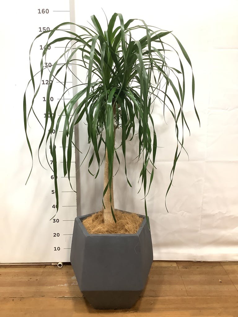 観葉植物 トックリラン ポニーテール 10号 エコストーンLight Gray 付き | 観葉植物ならHitoHana(ひとはな)