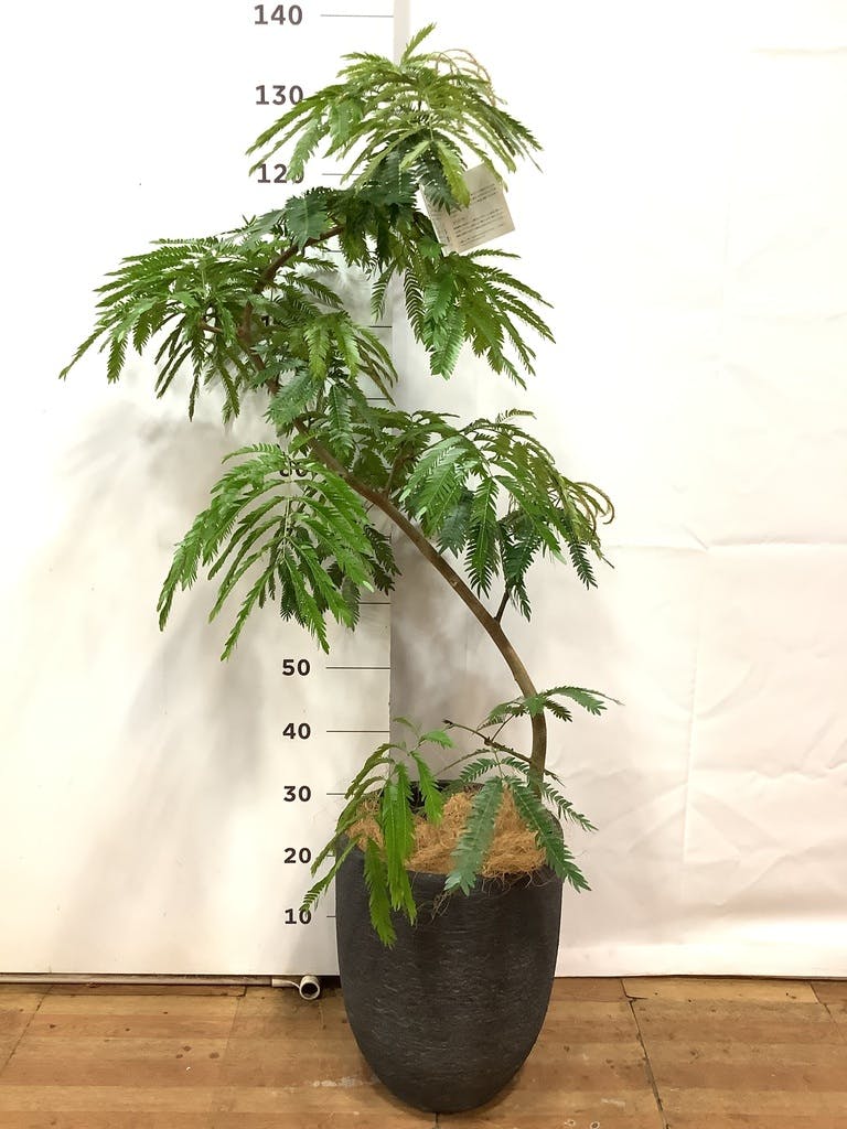 観葉植物 エバーフレッシュ 8号 曲り プラスチック鉢 | 観葉植物