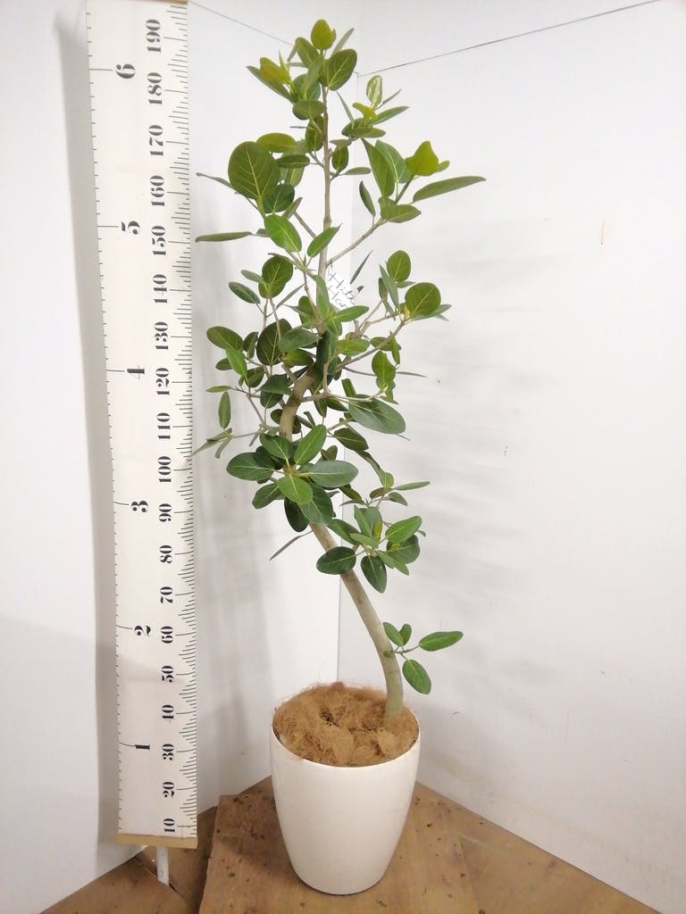 観葉植物 フィカス ベンガレンシス 10号 曲り ラスターポット 付き
