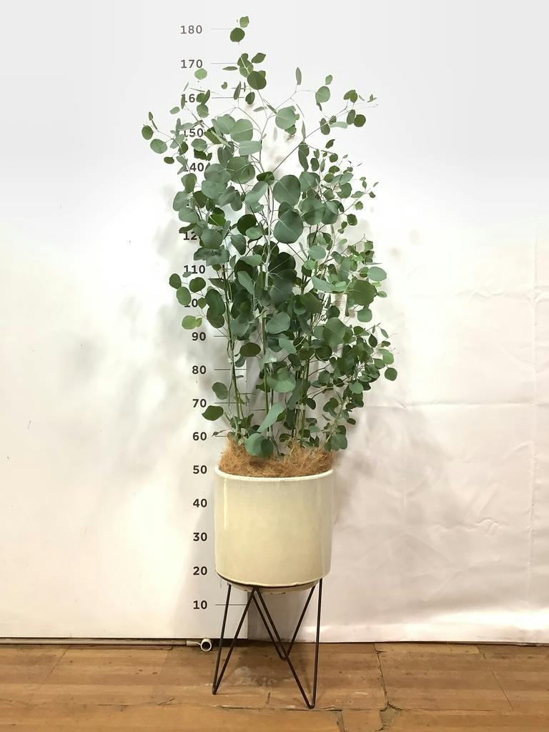 観葉植物 ユーカリ 8号 ポポラス（ポリアンセモス） ホルスト