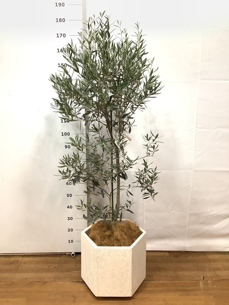 観葉植物 オリーブの木 10号 チプレッシーノ コーテス ヘックス