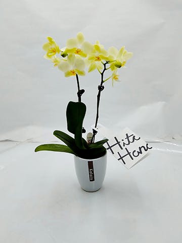 ミニ胡蝶蘭 黄色 2本立ち ウッド(茶)鉢付き | 胡蝶蘭ならHitoHana(ひと