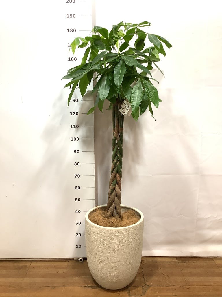 ⑤　パキラ　ネジリ　10号　特大苗木最高等級極上品‼️ 観葉植物 パキラ 10号 ねじり モンデリック ラタン 付き | 観葉植物