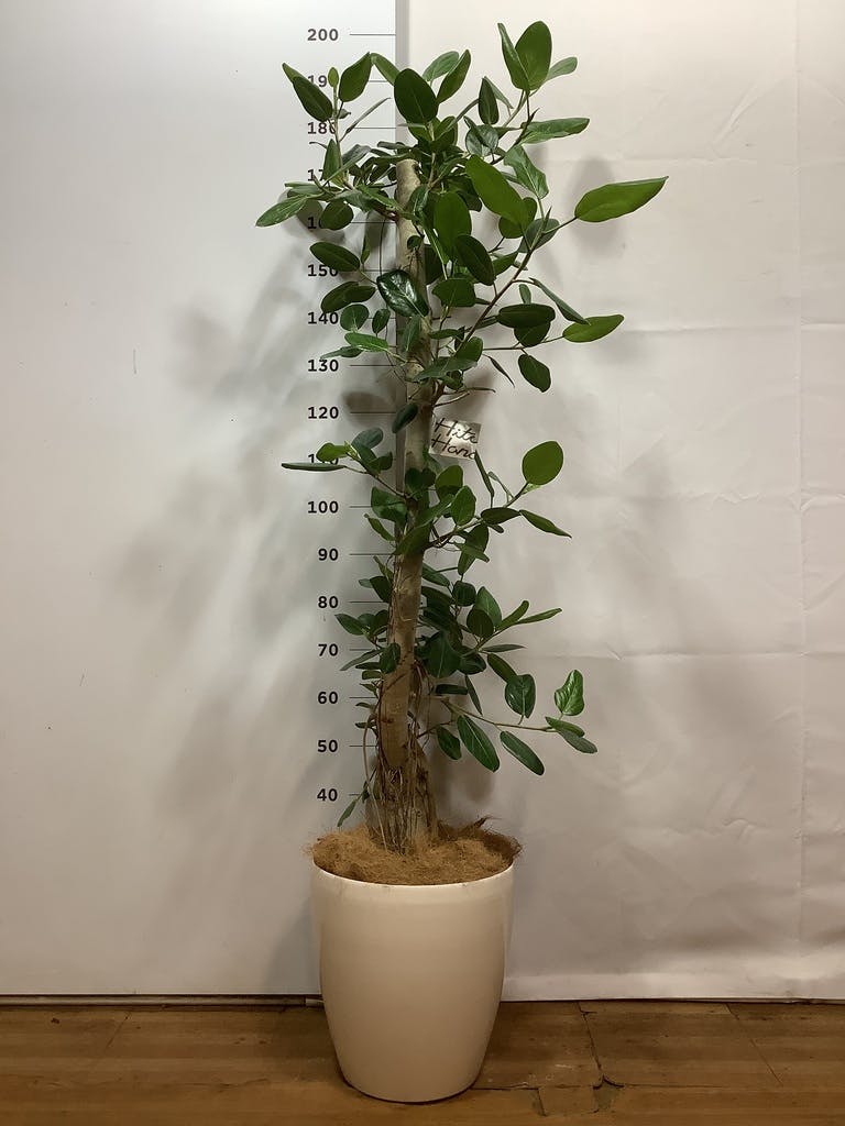 観葉植物 フィカス ベンガレンシス 10号 ストレート ラスターポット 付き | 観葉植物ならHitoHana(ひとはな)